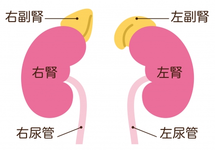 みはま病院｜腎臓のイラスト
